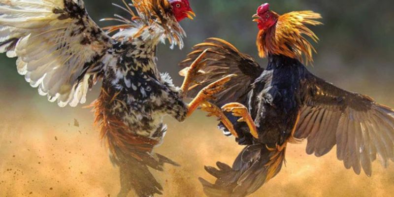 Mẹo cược đá gà trực tiếp đơn giản và dễ ăn tiền nhất