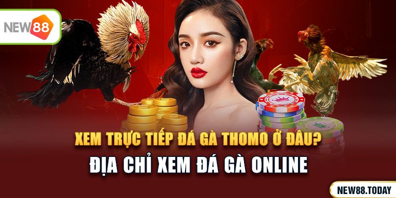 Xem trực tiếp đá gà thomo ở đâu?